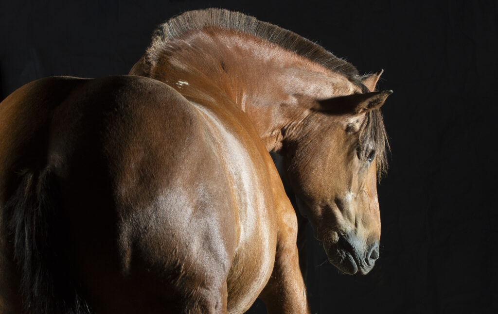 Gentle Giants, a fine art series on giant and gentle horses.