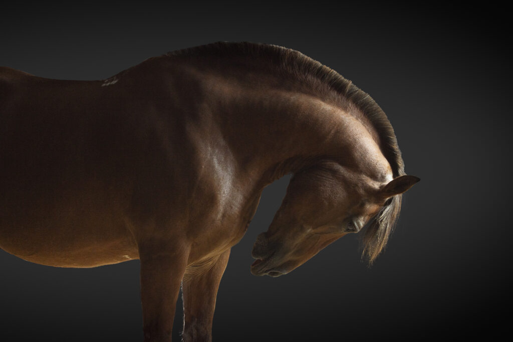 Stunning stallion, showing off his musculature in fine art portrait by Mont Blanc Photography